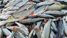 Rybái do Bevy vypoutjí nová rybí potomstva, populace je v ní vak stále hodn podprmrná.