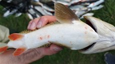 Rybái z eky Bevy vytáhli ohromné mnoství mrtvých ryb.