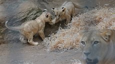 Fazan a Farida. Tak se jmenují mláata lva berberského narozená v plzeské zoo....