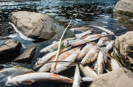Desítky tun ryb uhynuly v Bev po loské ekologické havárii. S odklízením následk mli krom hasi práci také rybái. rybái, náklady se jim ale doposud nevrátily. 
