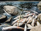 Úhyn ryb na ece Bev (21. záí 2020)