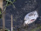 Dno Farskho rybnku v Hornm Jietn na Mostecku se propadlo do bval...