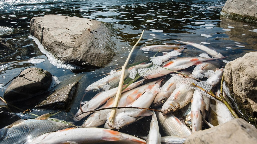 Desítky tun ryb uhynuly v Bev po loské ekologické havárii. S odklízením následk mli krom hasi práci také rybái. rybái, náklady se jim ale doposud nevrátily. 
