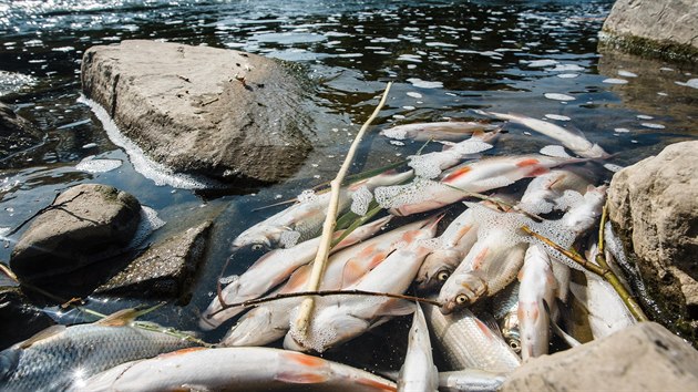 Úhyn ryb na řece Bečva. (21. září 2020)