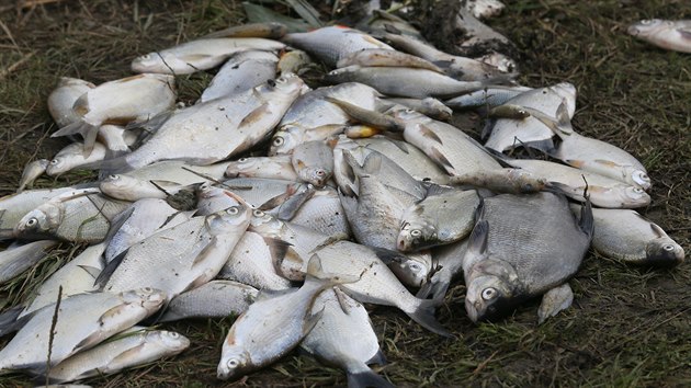 Dno Farského rybníku v Horním Jiřetíně na Mostecku se propadlo do bývalé podzemní šachty, ze které opačným směrem pronikly do vody jedovaté látky. Hromadně zde uhynuly tisíce ryb. (30. září 2020)