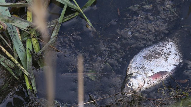 Dno Farskho rybnku v Hornm Jietn na Mostecku se propadlo do bval podzemn achty, ze kter opanm smrem pronikly do vody jedovat ltky. Hromadn zde uhynuly tisce ryb. (30. z 2020)