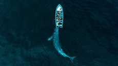 edá velryba si u nkolik let hraje s turisty a jemn tlaí jejich lod po...