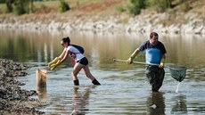 Úhyn ryb na řece Bečvě (21. září 2020)