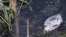 Dno Farského rybníku v Horním Jiřetíně na Mostecku se propadlo do bývalé...