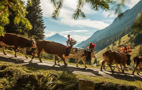 Alpabzug, návrat dobytka z letní horské pastvy do údolí, je váená výcarská...