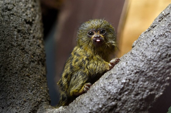 Dvě mláďata kosmanů zakrslých, nejmenších opic na světě, se před časem narodila...