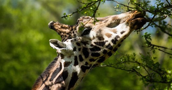 Žirafí samec, který se v ostravské zoologické zahradě dožil téměř dvaadvaceti...