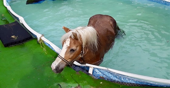 Ve Vysokých Popovicích hasiči zachránili ze zahradního bazénu koně (2. října...