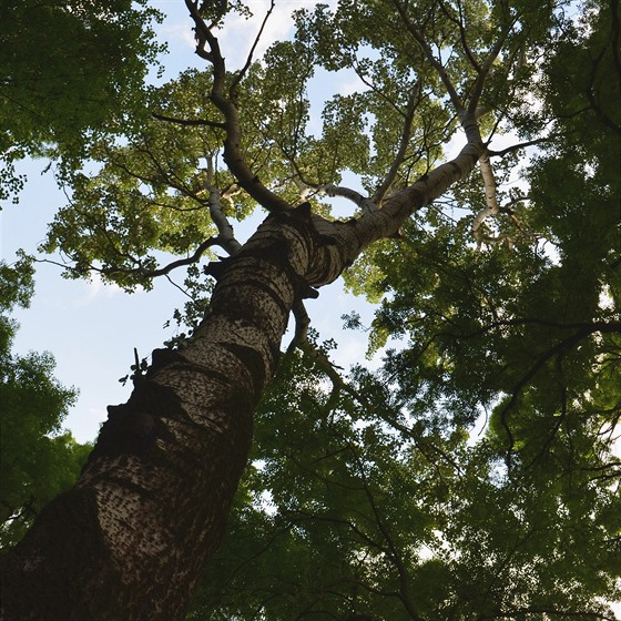 Koruna vzrostlého stromu na jižní Moravě, topol bílý – typický druh nížinného...