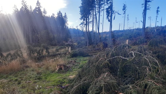 Vichřice v Jeseníkách polámala a vyvrátila několik tisíc stromů, především v...