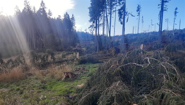 Vichice v Jeseníkách polámala a vyvrátila nkolik tisíc strom, pedevím v...