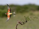 Vlhy pestré bývají ornitology oznaovány jako létající klenoty eské krajiny,...