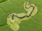Larva minující uvnit listu v níinném lese mírného pásu