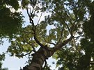 Koruna vzrostlého stromu na jiní Morav, topol bílý  typický druh níinného...
