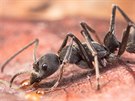 Mravenec rodu Diacamma, typický pedstavitel mraveního predátora...