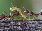 Mravenci krejíci rodu Oecophylla, jedni z bných obyvatel tropických strom,...
