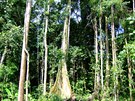 Zkoumaný níinný les poblí vesnice Wanang, Papua Nová Guinea 