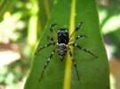 Pavouk skákavka (z eledi Salticidae), typický pedstavitel pavouka lovícího...