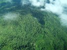Horský les na Papui Nové Guineji v oblasti Yawan na masivu Saruwaget...