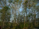 Zkoumaný níinný opadavý les v USA