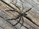 Pavouk íhající na koist, níinný les, Virginie
