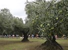 Peloton mezi olivovníky v páté etap Gira.