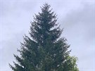 Strom vybran pro vnon trhy na Staromstskm nmst pro rok 2020.