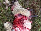 Zejm vlci strhli dv ovce na malm pozemku v Janovicch (6. 10. 2020).
