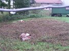 Zejm vlci strhli dv ovce na malém pozemku v Janovicích (6. 10. 2020).