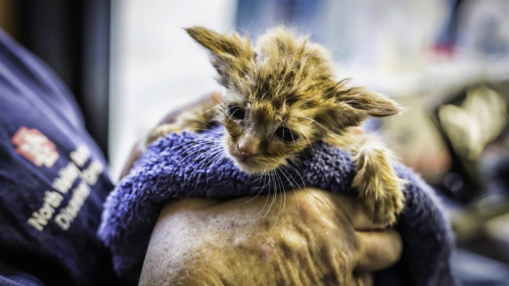 Zachráněné kotě dostalo přezdívku Baby Yoda.