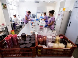 Oddlení klinické mikrobiologie v praské Nemocnici Na Bulovce, kde se testují...