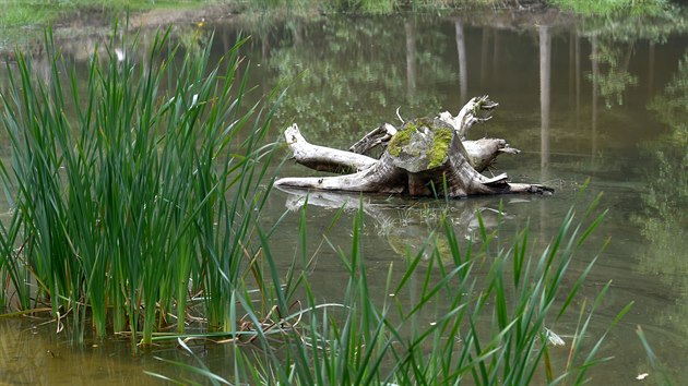 V přírodní rezervaci U Sedmi rybníků nedaleko Vojtanova představili ochranáři dokončený projekt revitalizace pěti vodních ploch.