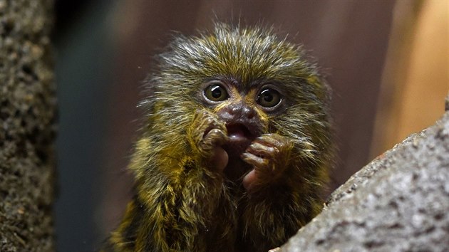 Dvě mláďata kosmanů zakrslých, nejmenších opic na světě, se před časem narodila v olomoucké zoo na Svatém Kopečku.