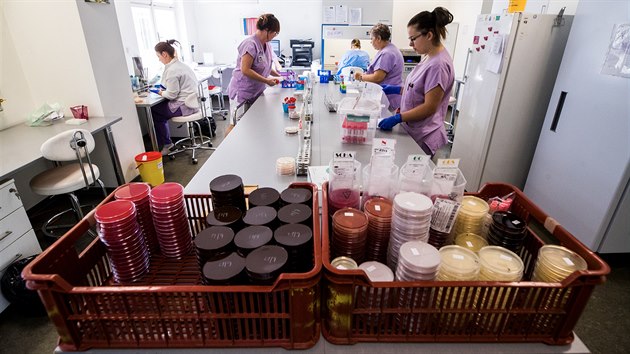 Oddlen klinick mikrobiologie v prask Nemocnici Na Bulovce, kde se testuj vzorky na covid-19. (1. jna 2020)