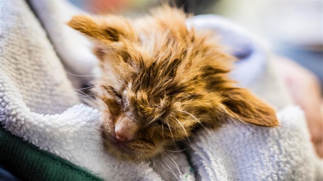 Zachráněné kotě dostalo přezdívku Baby Yoda.