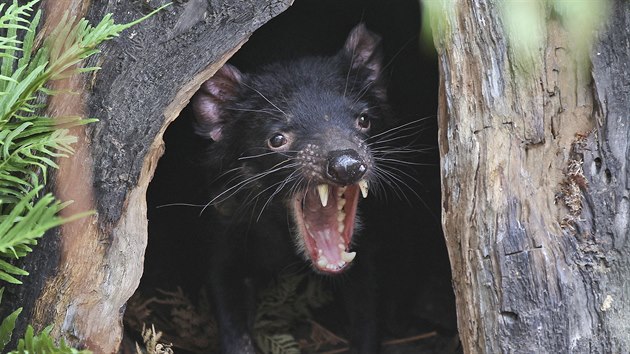 Do národního parku Barrington Tops na jihovýchodě Austrálie vypustili letos v řeznu a září dohromady 26 tasmánských čertů neboli ďáblů medvědovitých. (10. září 2020)