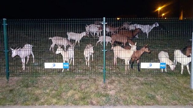 Do arelu vysokokolskch kolej v brnnskch Medlnkch se brzy rno zatoulalo asi dvacetihlav stdo koz. (5.10.2020)