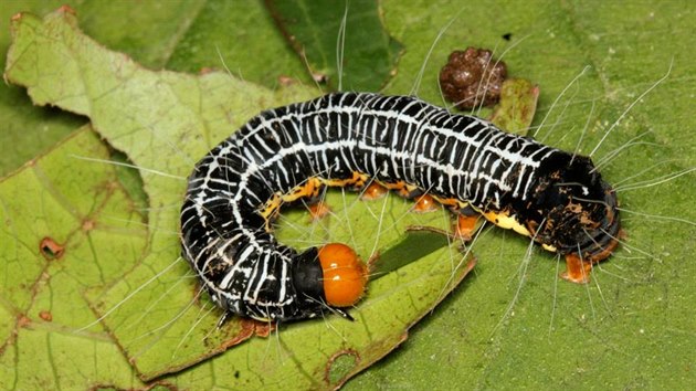 Housenka motýla z čeledi Erebidae, jedna z těch vyskytující se v pralesích Nové Guineje