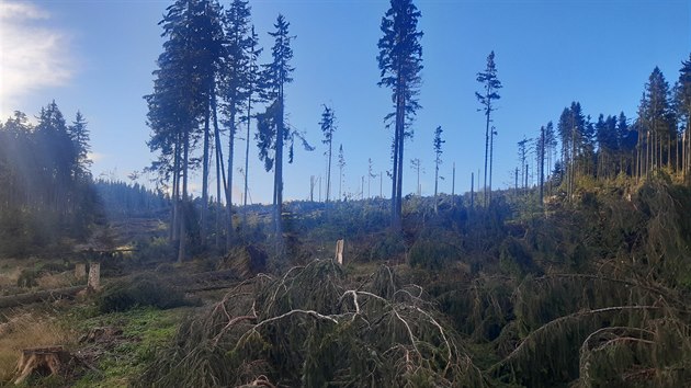 Vichice v Jesenkch polmala a vyvrtila nkolik tisc strom, pedevm v oblasti Rejvzu.