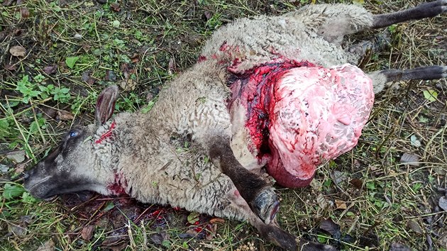 Zřejmě vlci strhli dvě ovce na malém pozemku v Janovicích (6. 10. 2020).