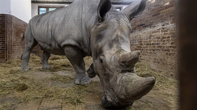 Samec Kusini se narodil v americkm San Diegu. Do zoo ve Dvoe Krlov jej pevezli z nmeckho Serengeti Parku v Hodenhagenu (5. 10. 2020).