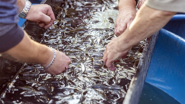 Rybáři se snaží vrátit život do kyanidem zničené Bečvy. Ryby vylovili z chovného rybníku v Hranicích, jde o několik tisíc ročních ostroretek (říjen 2010)