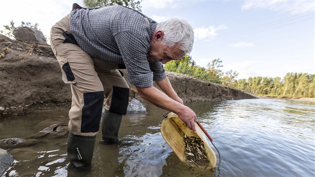 Rybáři se snaží vrátit život do kyanidem zničené Bečvy. Ryby vylovili z chovného rybníku v Hranicích, jde o několik tisíc ročních ostroretek (říjen 2010)