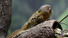 Dvě mláďata kosmanů zakrslých, nejmenších opic na světě, se před časem narodila...