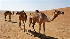 Zvědaví velbloudi ve Wahibské poušti